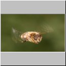 Eristalis pertinax - Gemeine Keilfleckschwebfliege m12.jpg